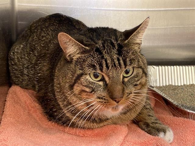 TURNER - Domestic Short Hair available for adoption