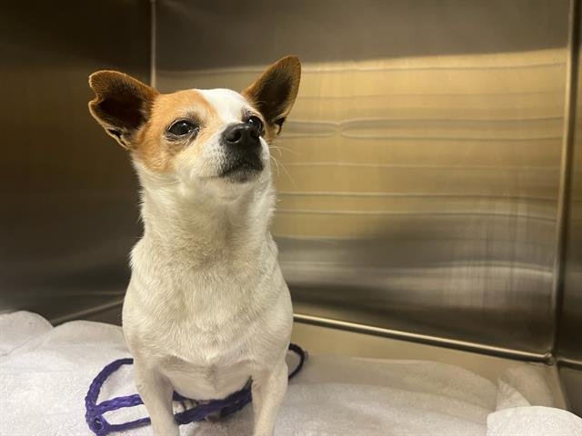 RYAN - Chihuahua available for adoption