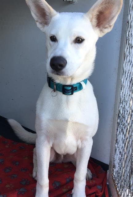 EXCALIBUR - German Shepherd Dog available for adoption