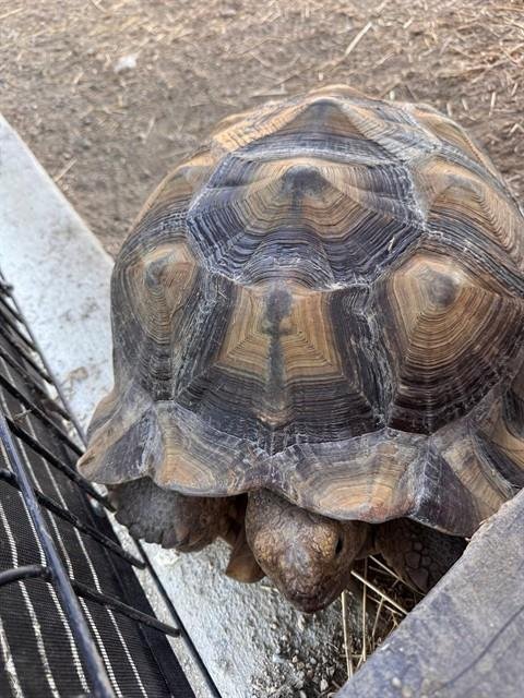 HARVEST KING - Tortoise available for adoption