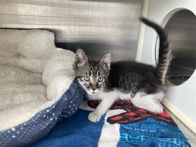 SABRINA - Domestic Short Hair available for adoption