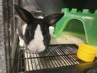 BUNZ - Photo 1