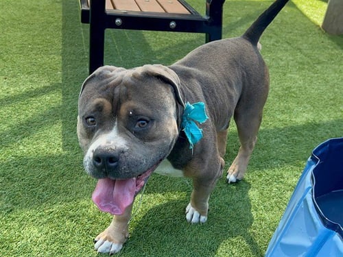 KING KOOPA - American Bulldog / Staffordshire Bull Terrier available for adoption