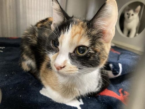 WANDA - Domestic Short Hair available for adoption