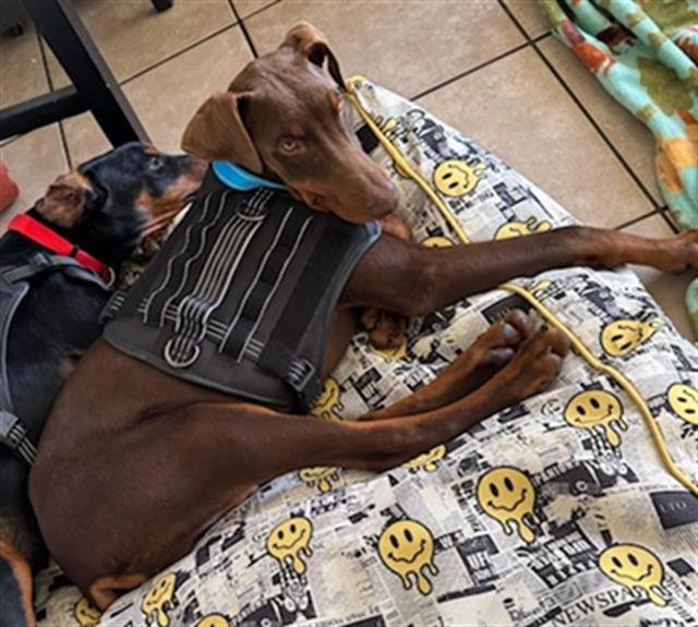 TANOOKI - Doberman Pinscher available for adoption