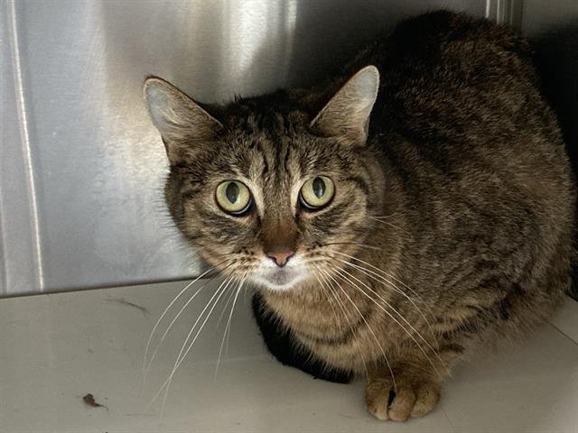 NIKKI - Domestic Short Hair available for adoption