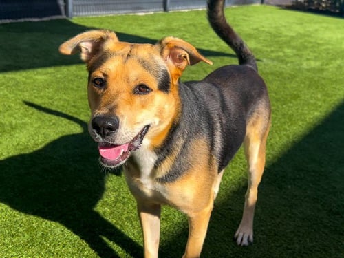 HUGO - German Shepherd Dog available for adoption