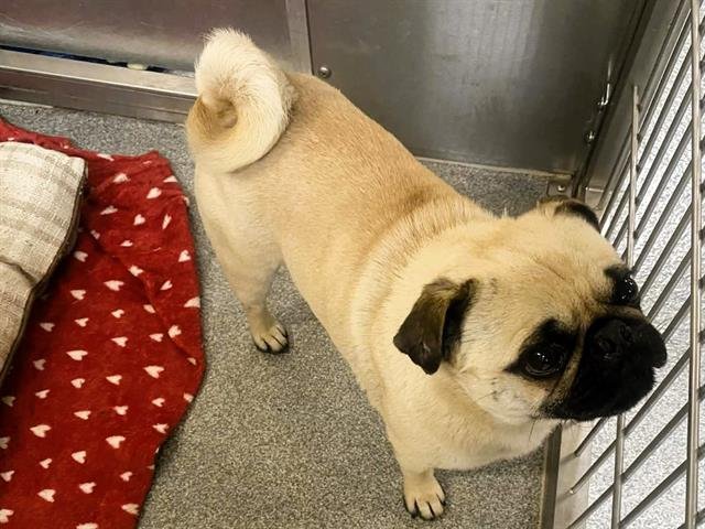CURLY - Pug available for adoption