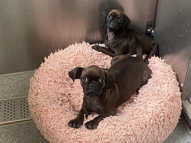 JENNY - Pug available for adoption