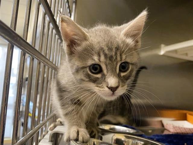 THERESA - Domestic Short Hair available for adoption