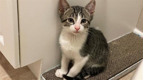 FRESNO - Domestic Short Hair available for adoption