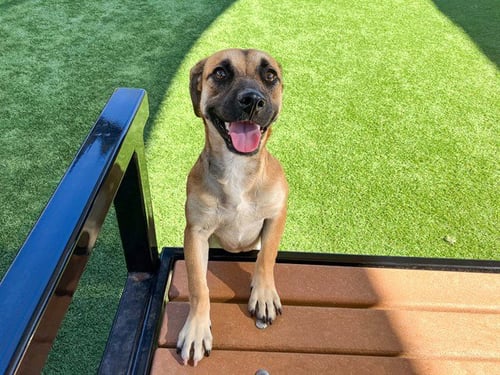 PURDY - German Shepherd Dog available for adoption