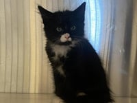 ROCKET - Photo 1