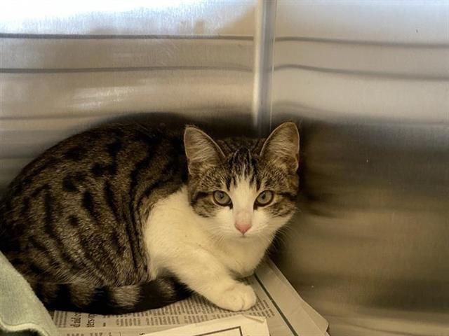 BELLE - Domestic Short Hair available for adoption