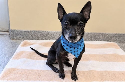 BATMAN - Chihuahua available for adoption