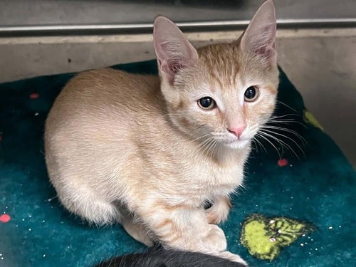 KAI - Domestic Short Hair available for adoption