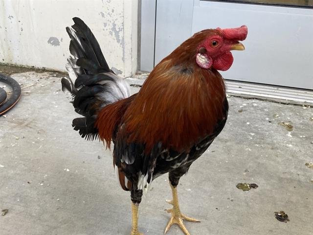 EMILIO Image
