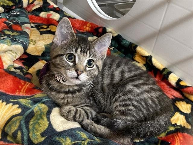 MONKEY - Domestic Short Hair available for adoption