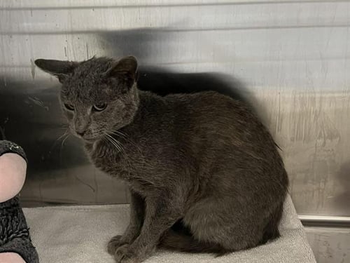 ATLANTIS - Domestic Short Hair available for adoption
