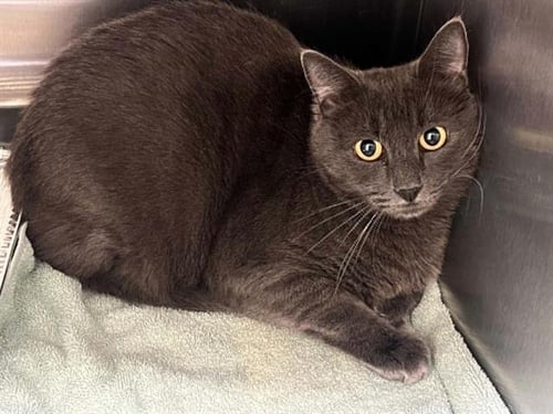 JARED - Domestic Long Hair available for adoption