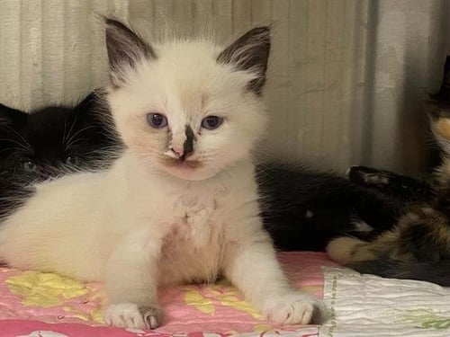 MILKSHAKE - Snowshoe available for adoption