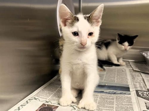 TIMBERLAKE - Domestic Short Hair available for adoption
