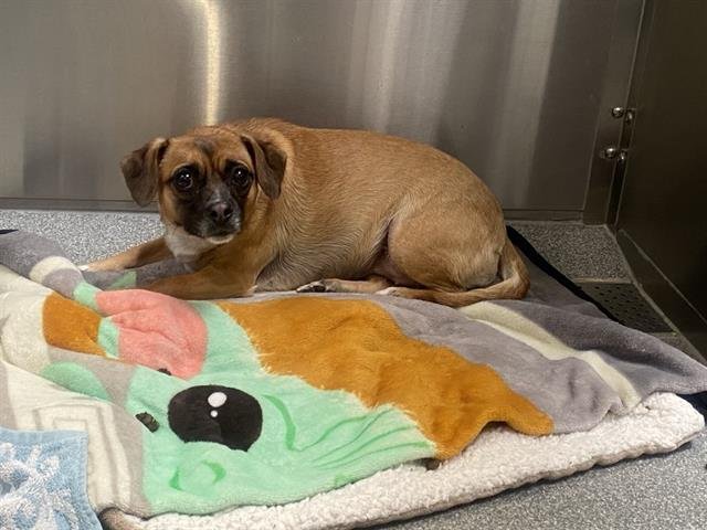 GIGI - Chihuahua / Pug available for adoption