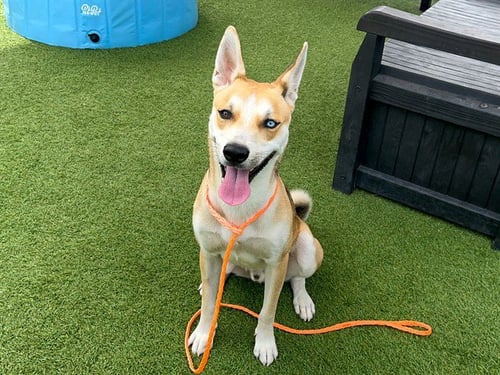 ADRIAN - Siberian Husky / Shiba Inu available for adoption
