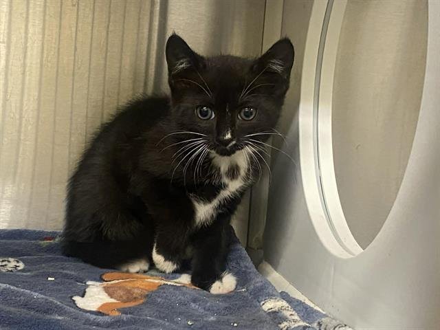 KALI CAT Image