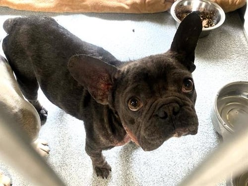 MATT - French Bulldog available for adoption