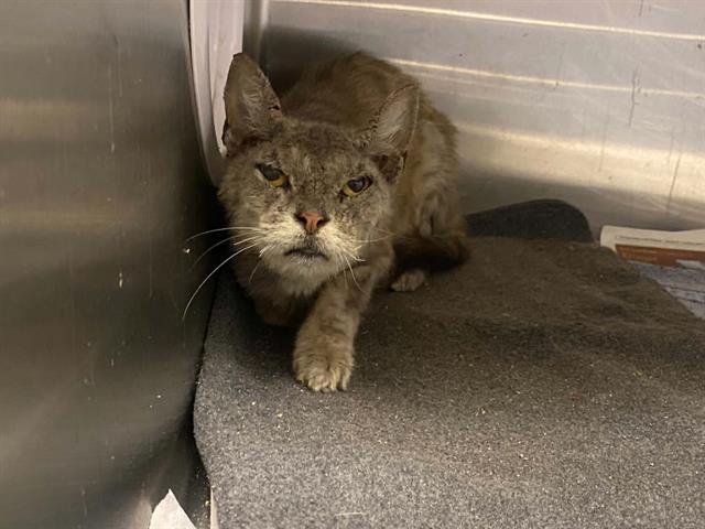 CHARTREUX Image