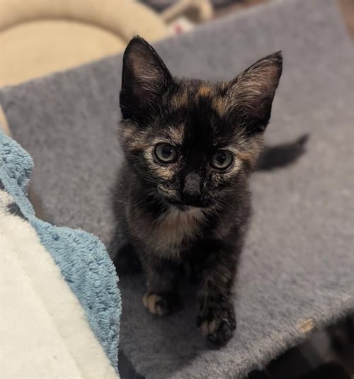 DELILAH - Domestic Short Hair available for adoption