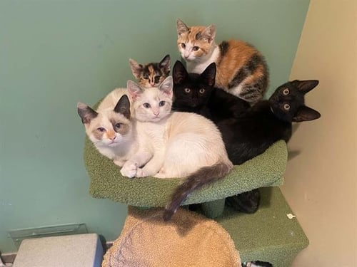 PURRINCE - Domestic Short Hair available for adoption