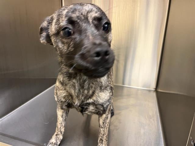 CINNAMON - Parson Russell Terrier / Catahoula Leopard Dog available for adoption