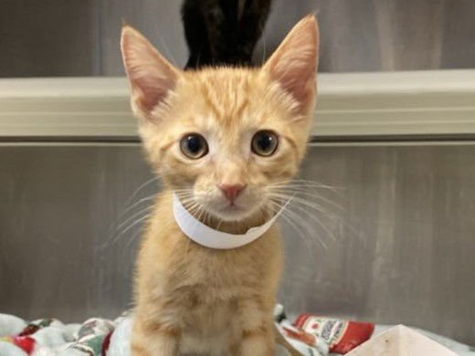 TYPHOON - Domestic Short Hair available for adoption