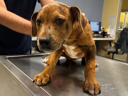 KIMI - Catahoula Leopard Dog / Labrador Retriever available for adoption
