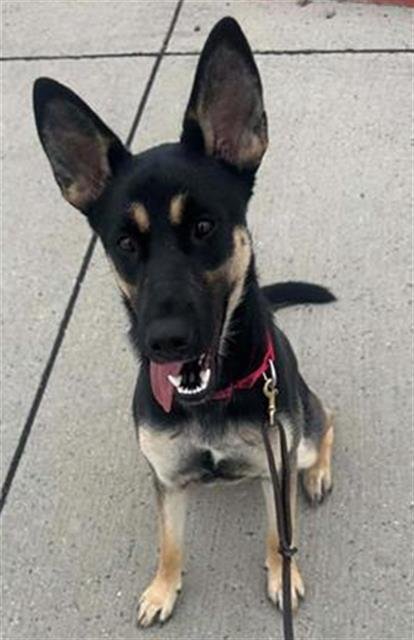 STARDUST - German Shepherd Dog available for adoption