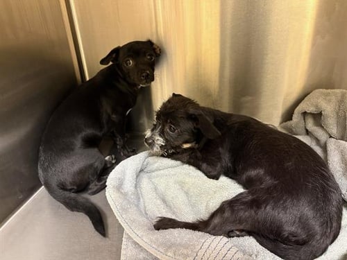 OAKLEY - Chihuahua available for adoption