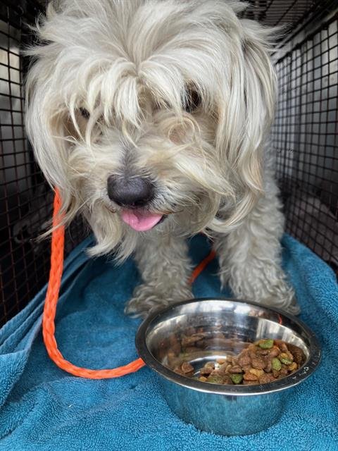 JUNIPER - Poodle (Miniature) available for adoption