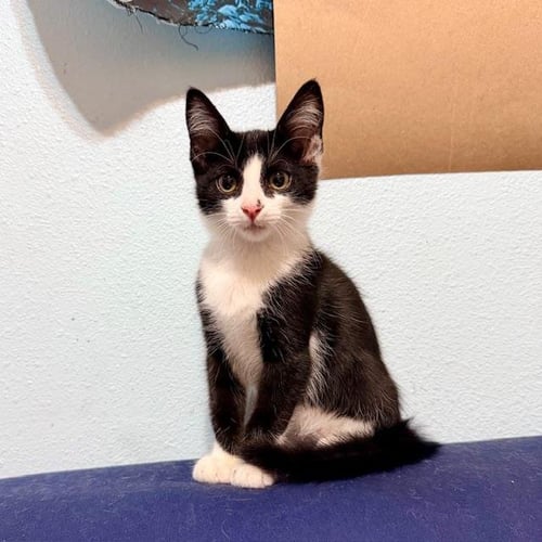 THALIA - Domestic Short Hair available for adoption