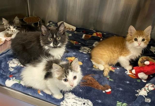 AGENT SMITH - Domestic Long Hair available for adoption