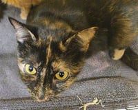 GRETCHEN - Photo 1