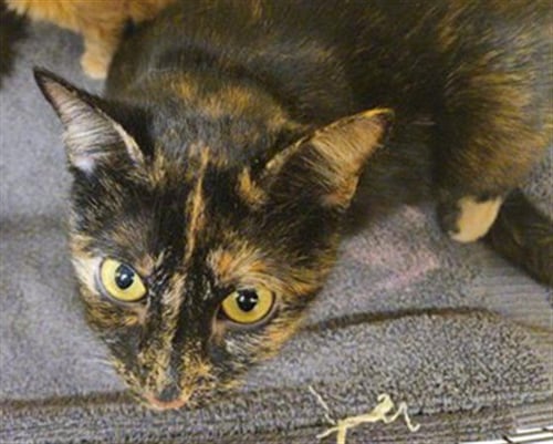 GRETCHEN - Domestic Short Hair available for adoption