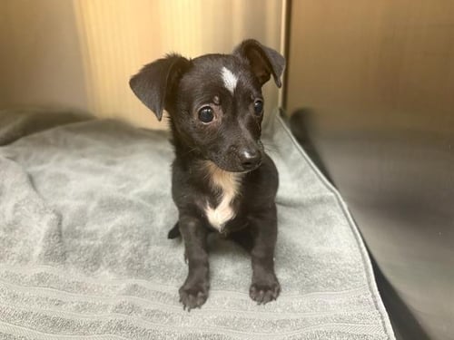 ANTHONY - Smooth Fox Terrier available for adoption