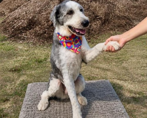 WILLOW - Old English Sheepdog available for adoption
