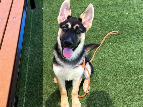 PERCY - German Shepherd Dog available for adoption