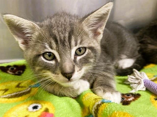 TANK - Domestic Short Hair available for adoption