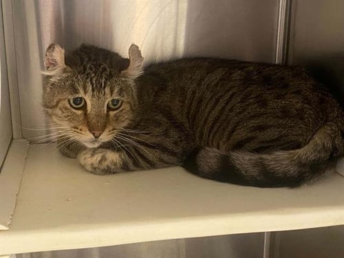 JOHN CURL - American Curl available for adoption