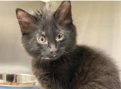 PENELOPE - Domestic Short Hair available for adoption