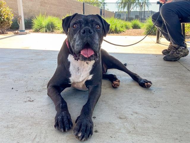 THEODORE - Boxer available for adoption